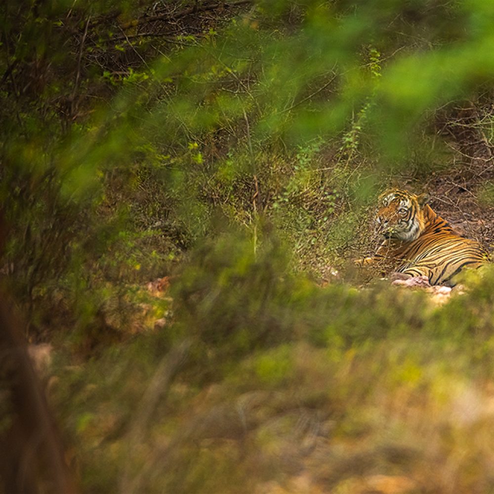 tigerinsta66